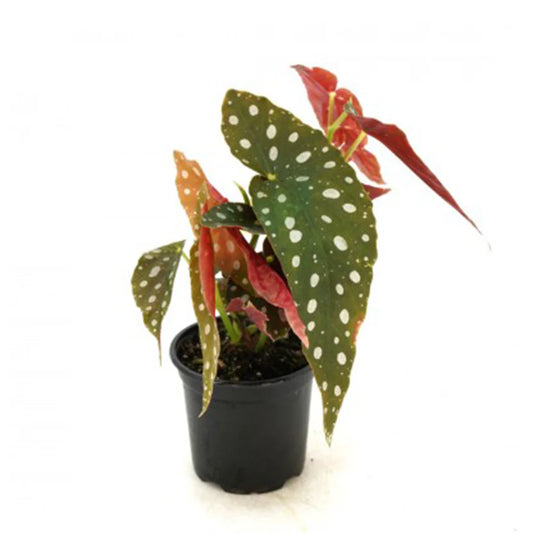 Begonia maculata - 4”