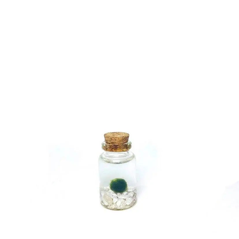 Marimo Moss Pet