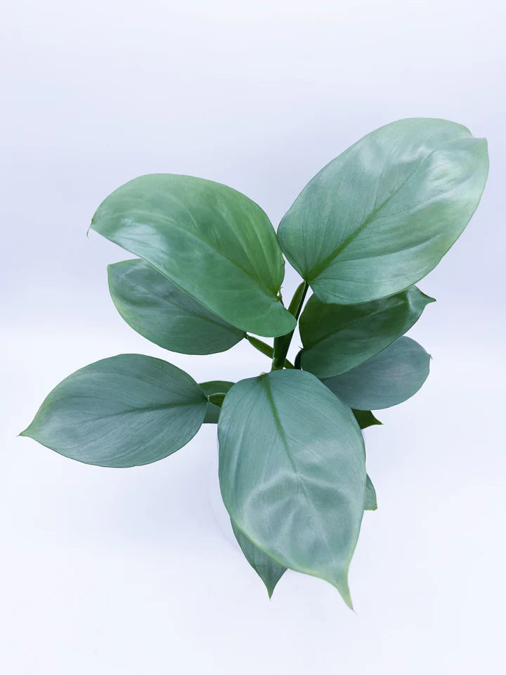 Philodendron Silver Sword - 4"