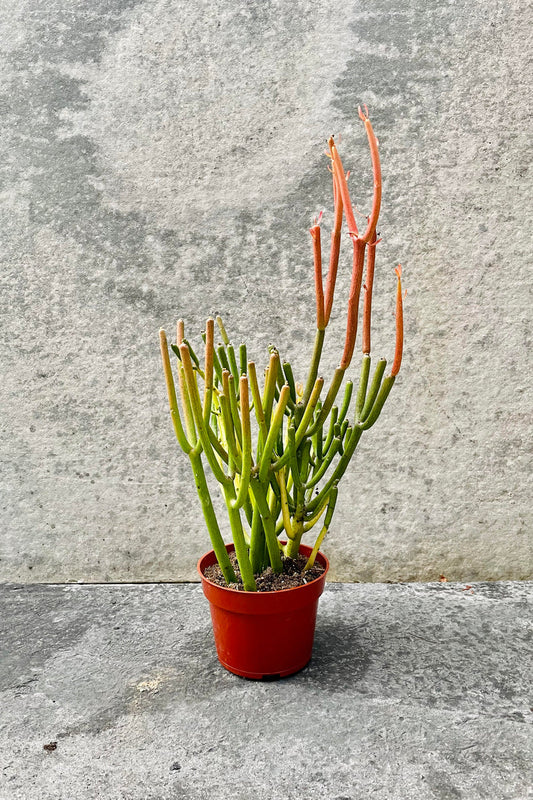 4” Euphorbia Tirucalli - Fire sticks cactus