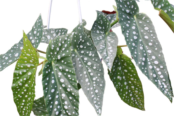 Begonia maculata - 4”
