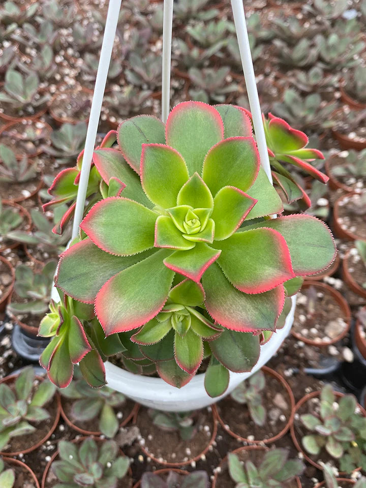 Aeonium Kiwi Hanging Basket - 4.5"