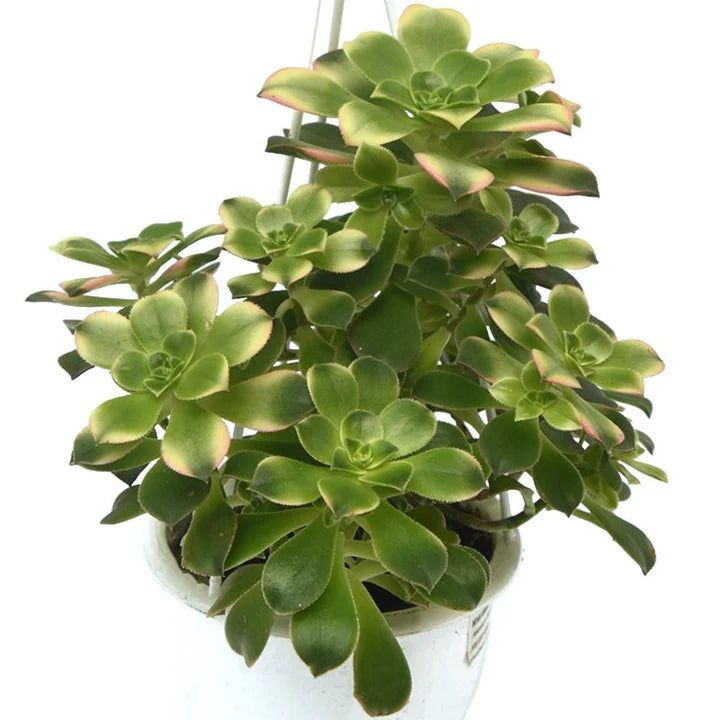 Aeonium Kiwi Hanging Basket - 4.5"