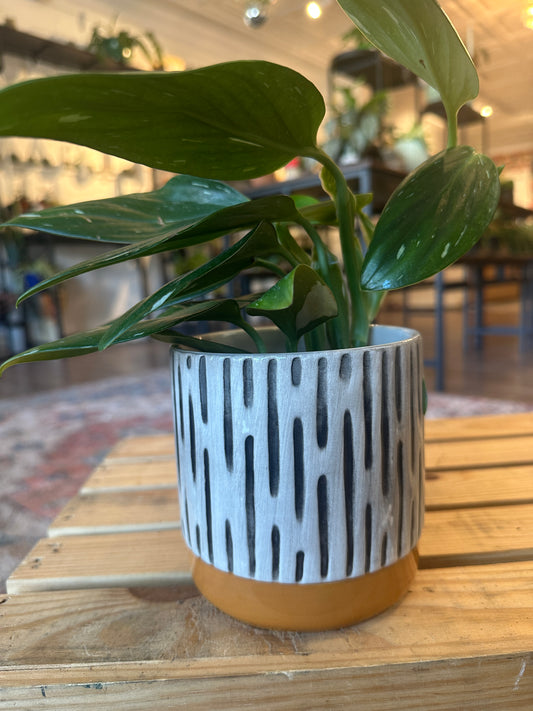 Monstera Standleyana in ceramic pot