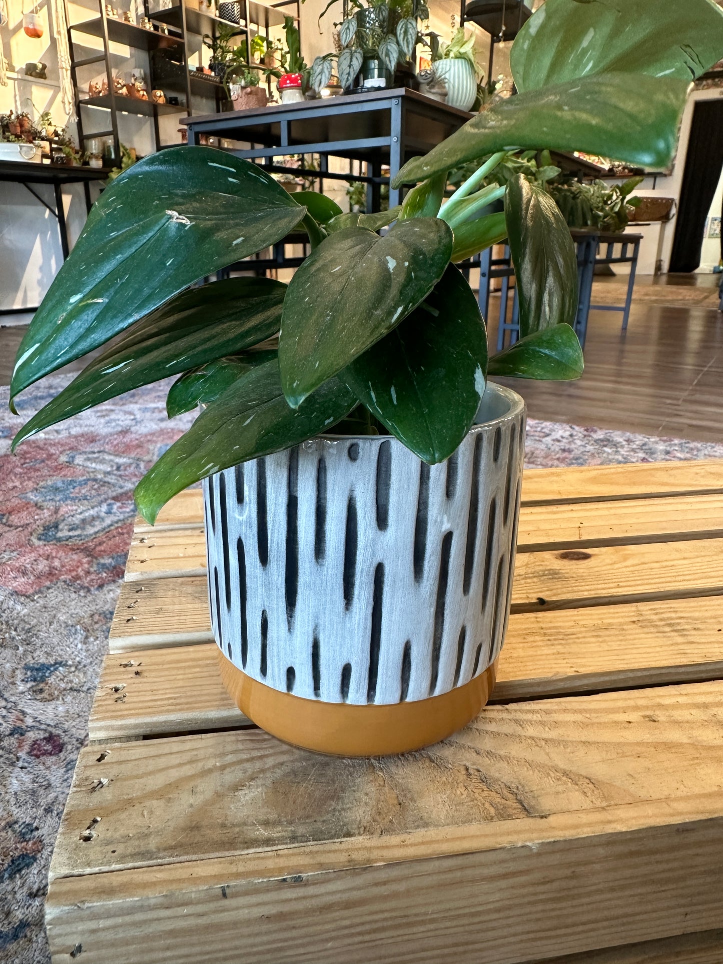Monstera Standleyana in ceramic pot