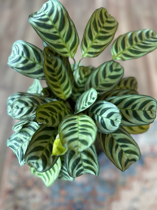 Ctenanthe plant in mint green planter