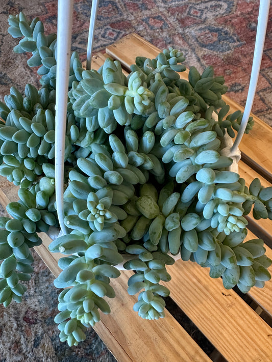 Burrows tail hanging basket