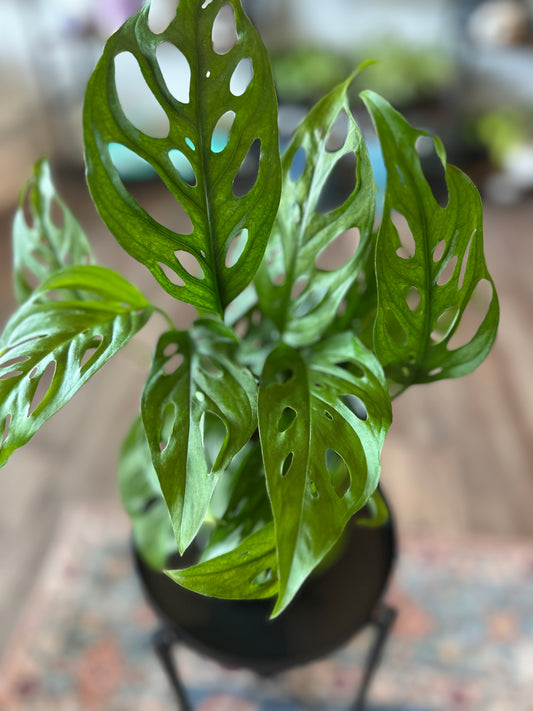 Monstera Adonsanii in textured ceramic pot