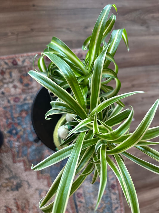 Frog with spider plants