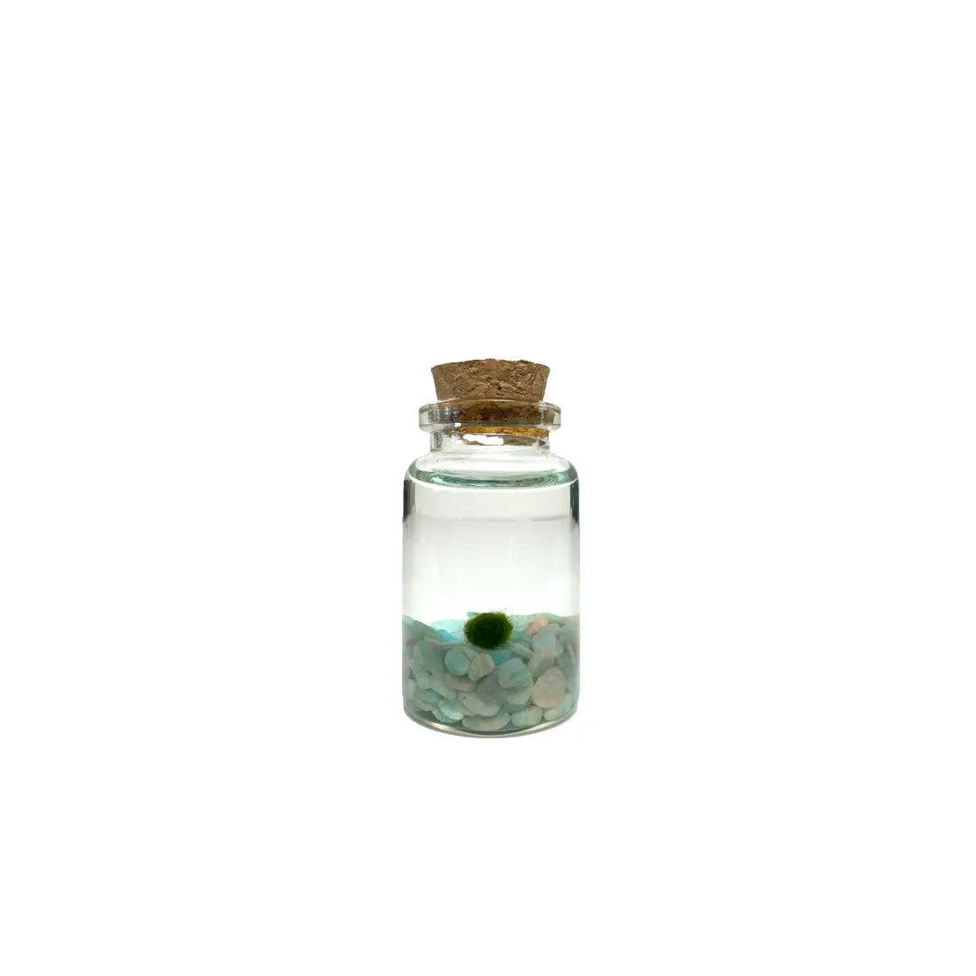 Marimo Moss Pet