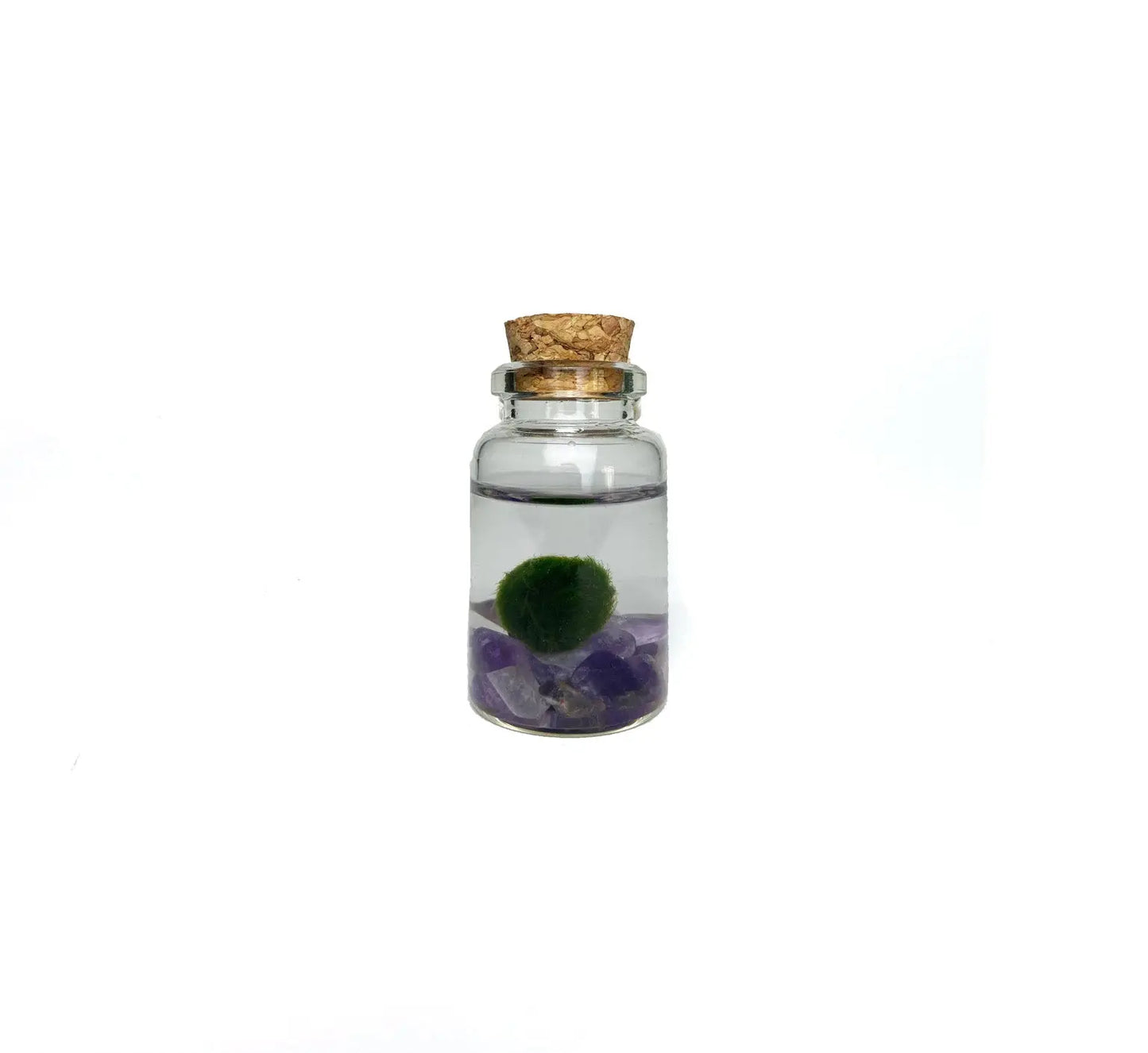 Marimo Moss Pet