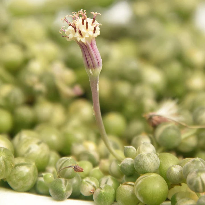 String Of Pearls Variegated Hanging Basket - 4.5"
