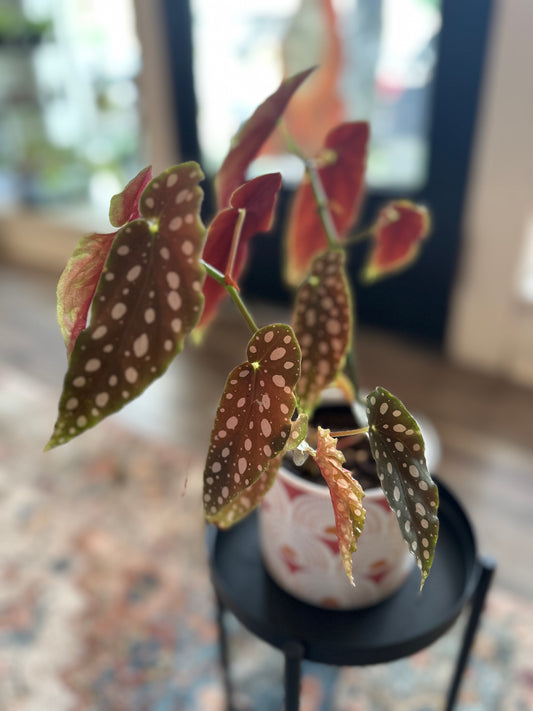 Polka dot begonia in sunrise planter