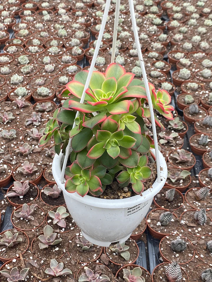 Aeonium Kiwi Hanging Basket - 4.5"