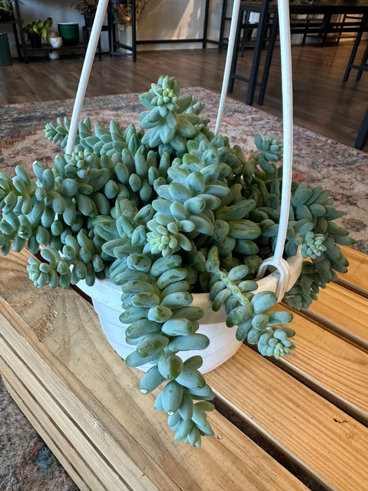 Burrows tail hanging basket