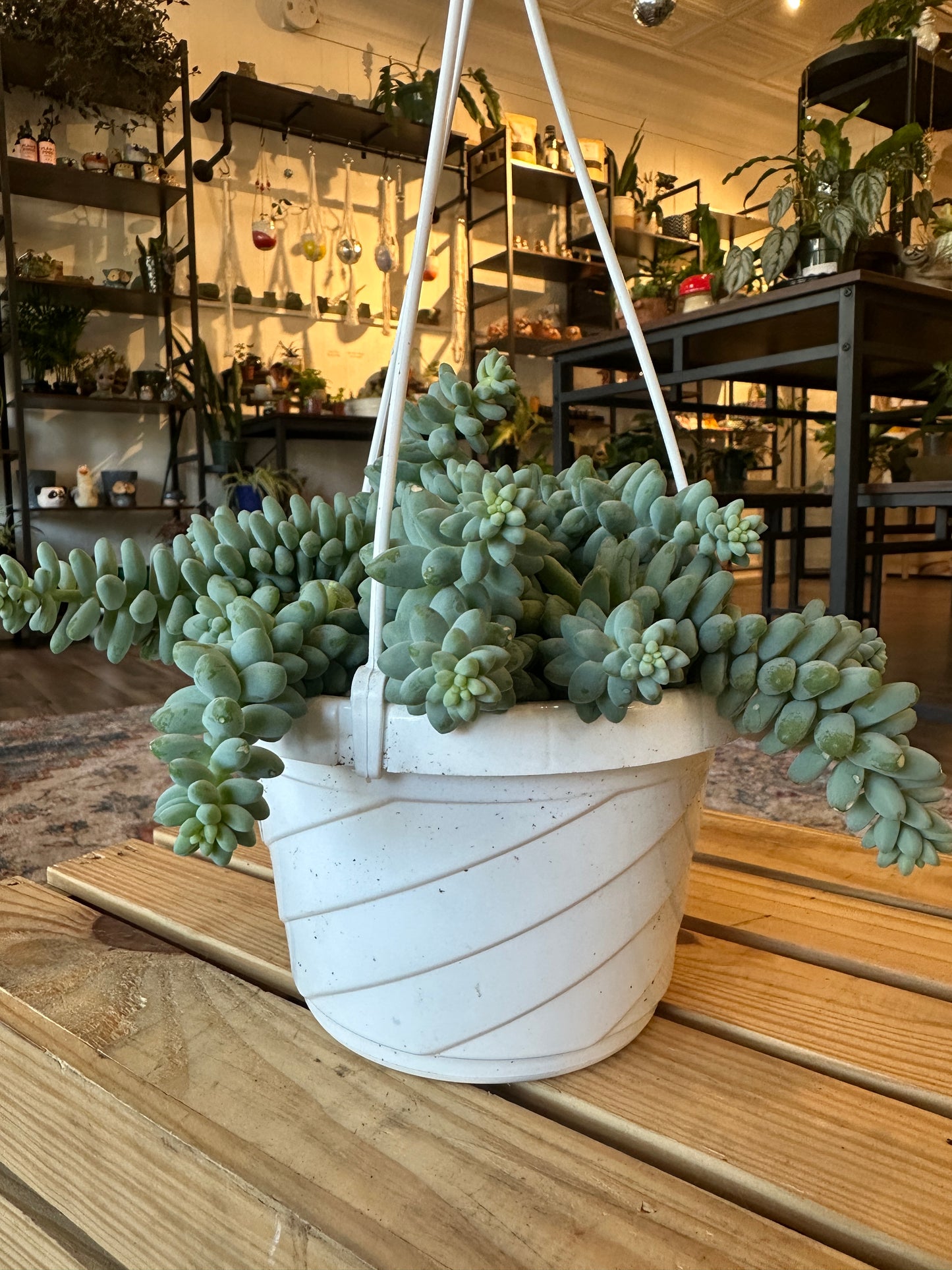 Burrows tail hanging basket