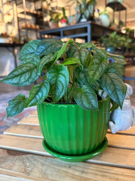 Monstera Siltepecana in green pot