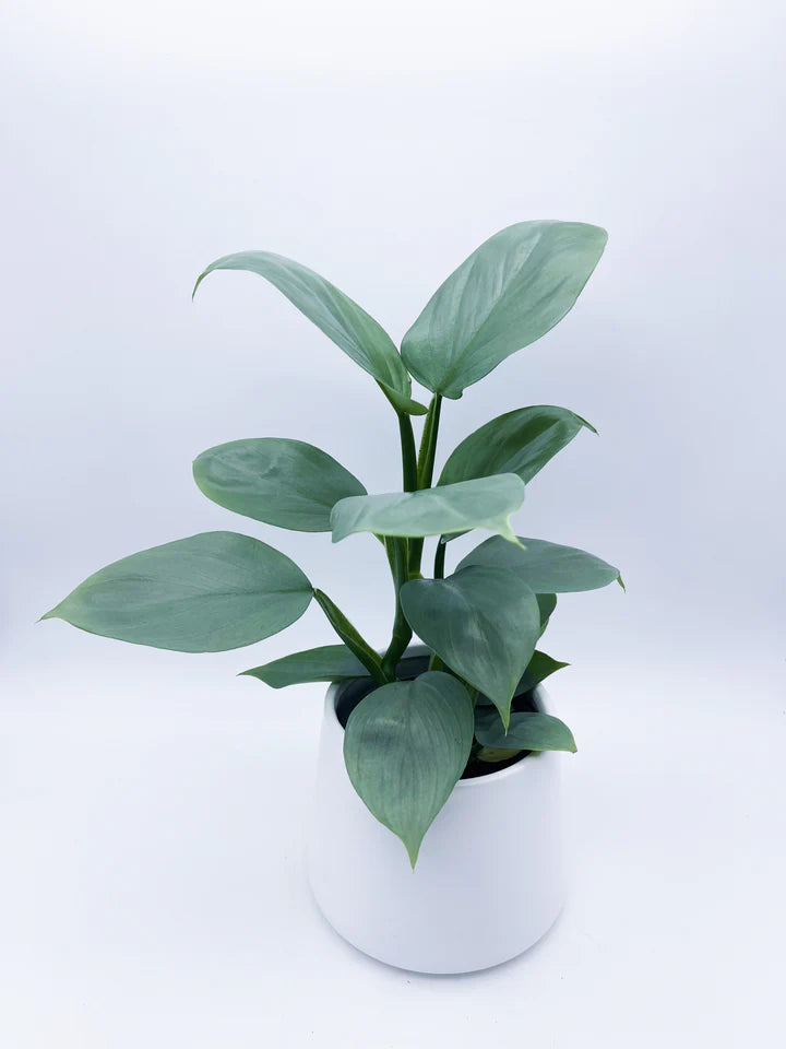 Philodendron Silver Sword - 4"