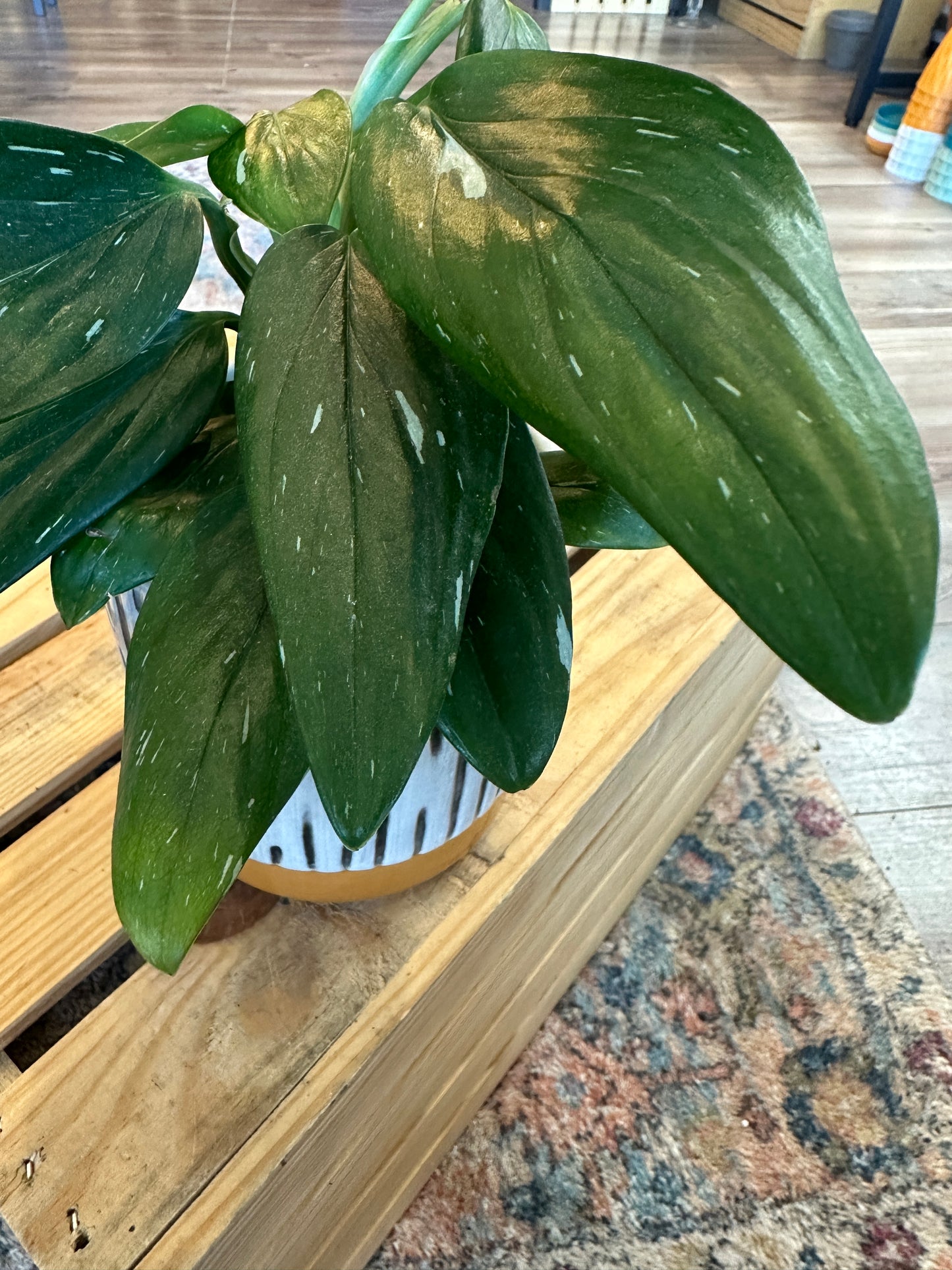 Monstera Standleyana in ceramic pot