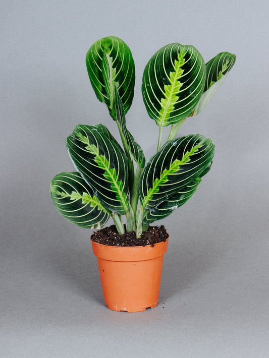 Prayer Plant lemon lime