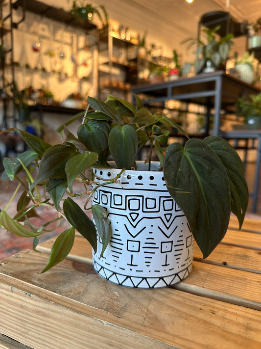 Philodendron Micans in ceramic pot