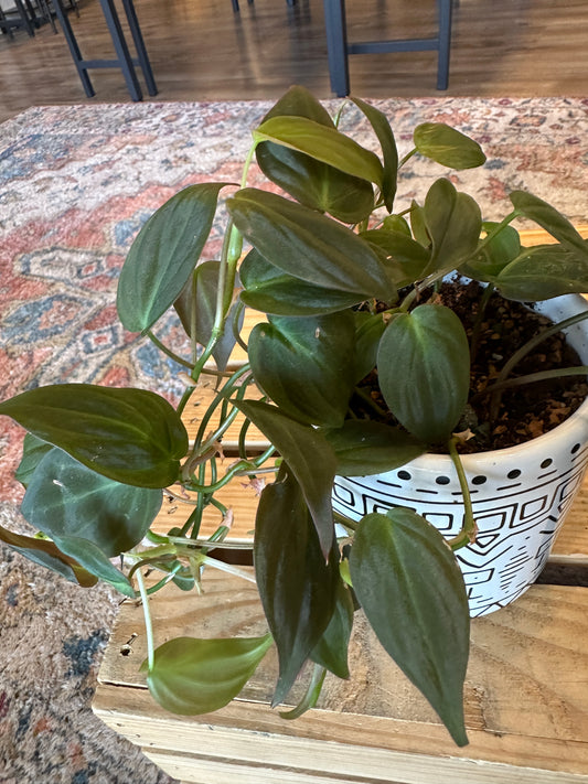 Philodendron Micans in ceramic pot