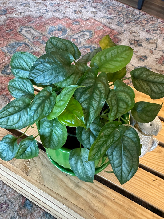 Monstera Siltepecana in green pot