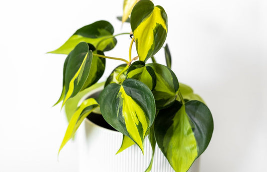Philodendron Brazil - 4"
