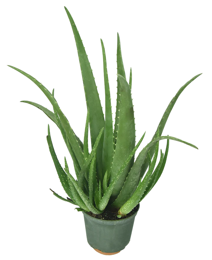 aloe vera plant stand Aloe Vera