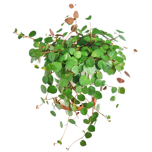 Peperomia Ruby Cascade Hanging Basket - 4.5"