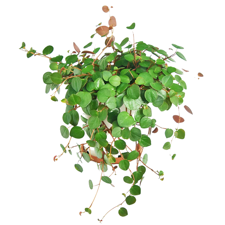 Peperomia Ruby Cascade Hanging Basket - 4.5"