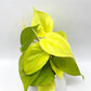 Philodendron Cordatum Lemon Lime - 4"