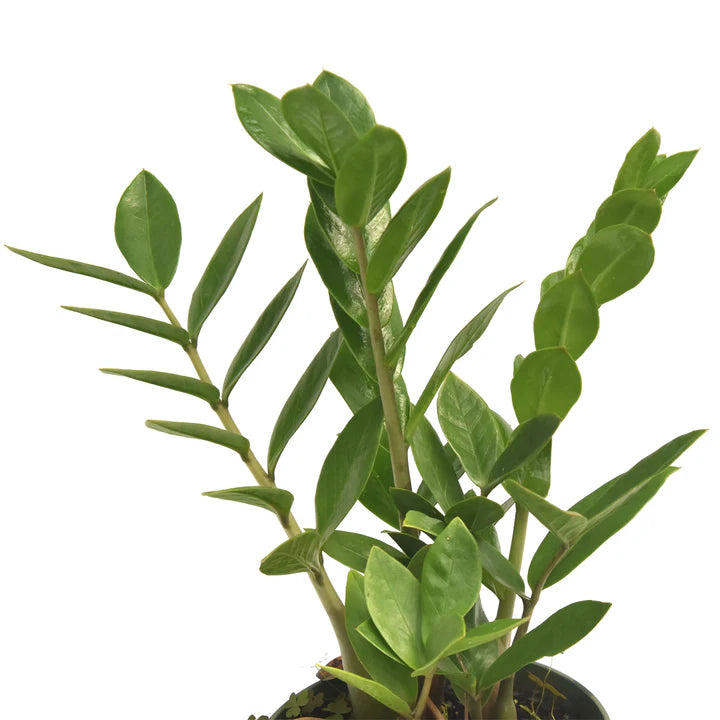 4 zz plant ZZ Plant