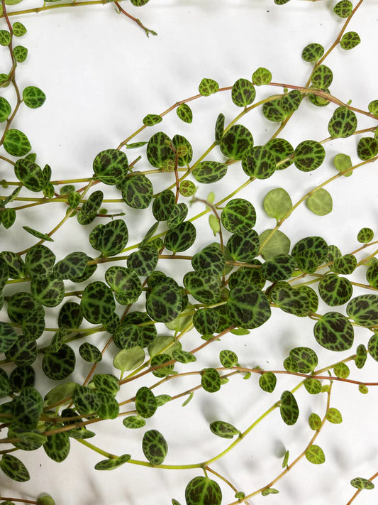 Peperomia String Of Turtles Hanging Basket - 4.5"