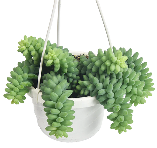 Burro's Tail Hanging Basket - 6"