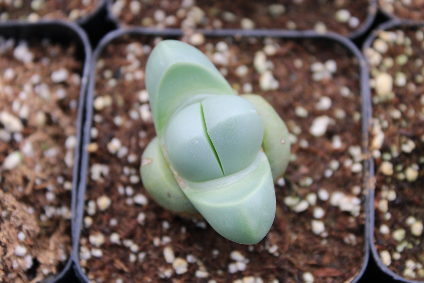Argyroderma - 4"