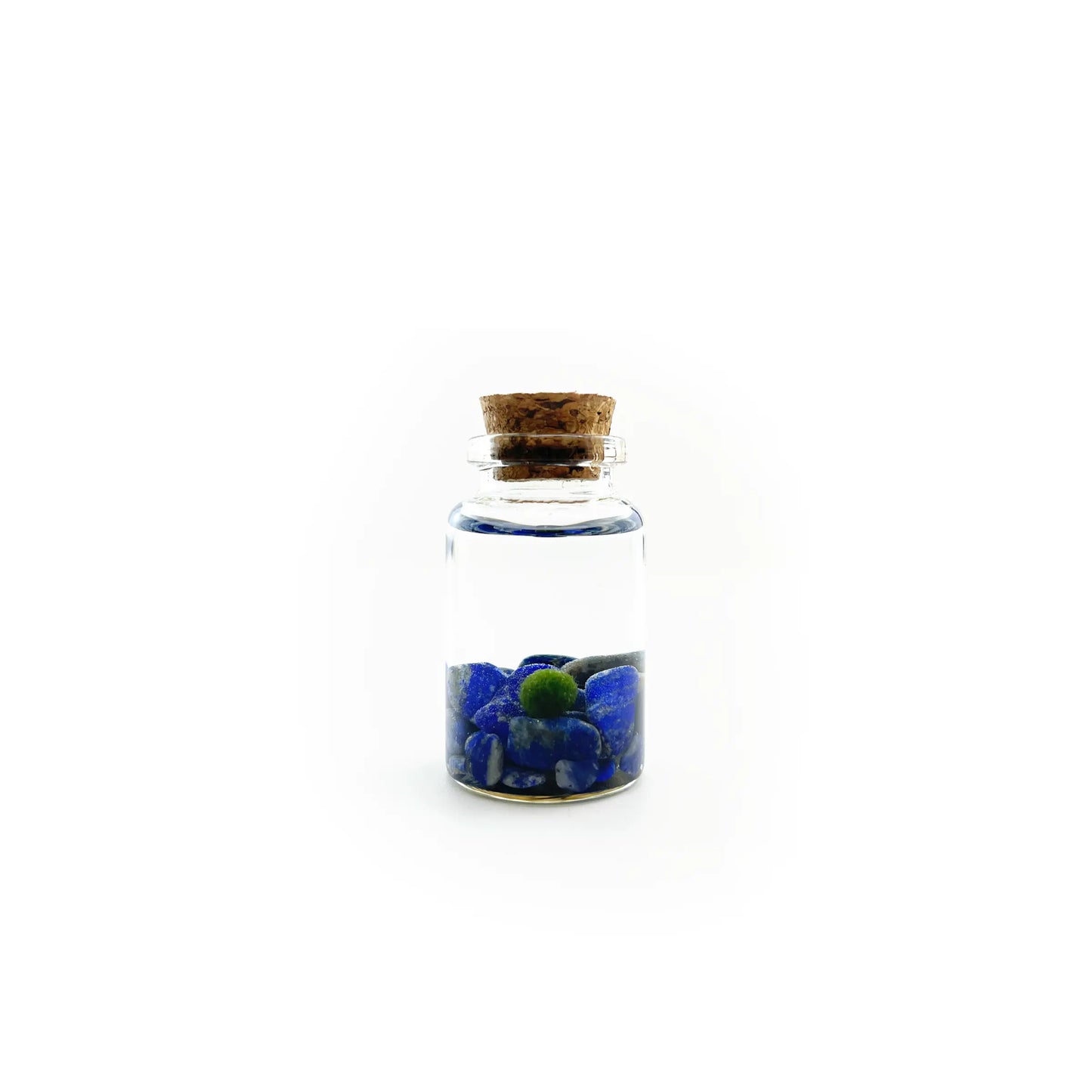 Marimo Moss Pet