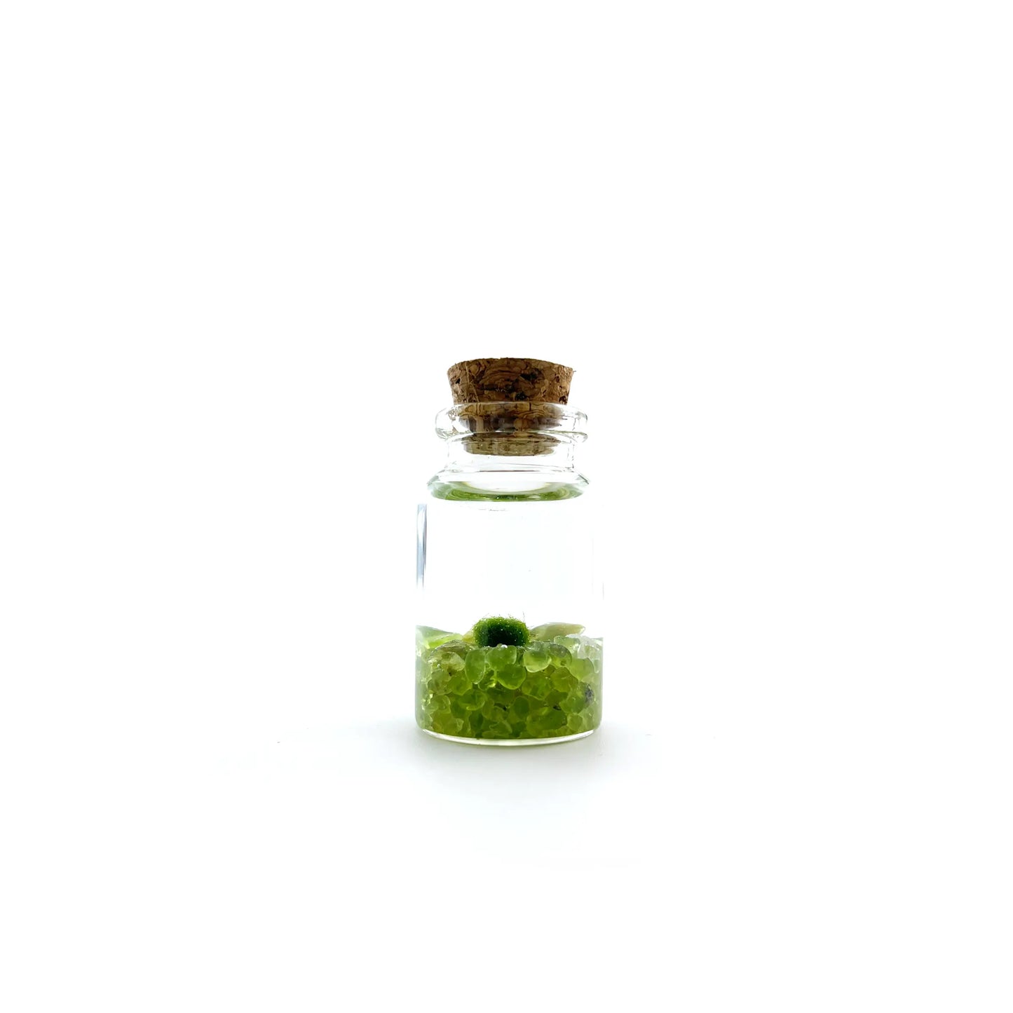 Marimo Moss Pet