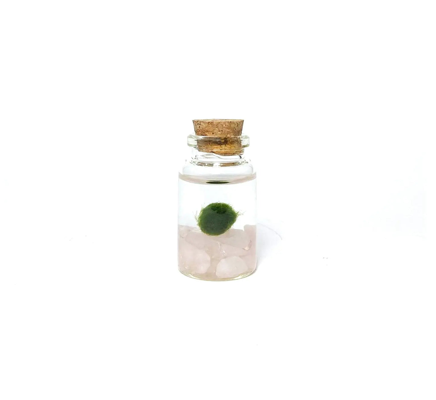 Marimo Moss Pet