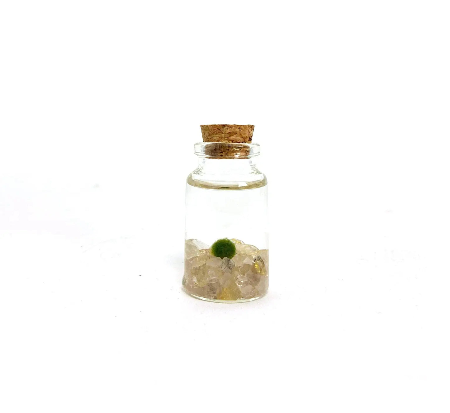 Marimo Moss Pet