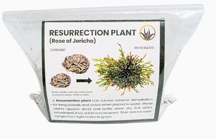 Resurrection Plant