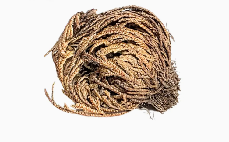 Resurrection Plant