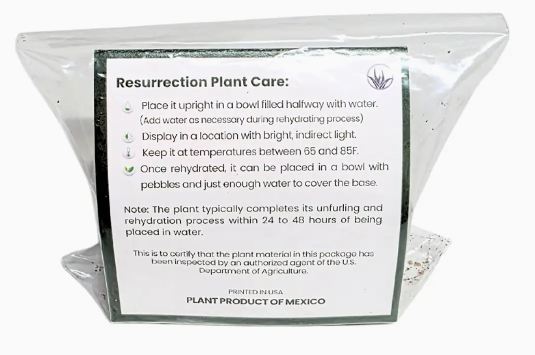Resurrection Plant