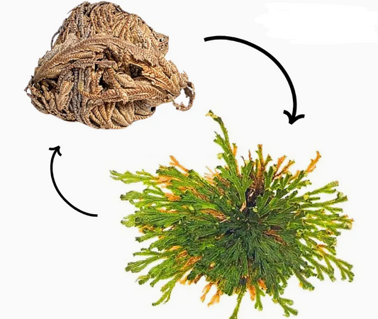 Resurrection Plant