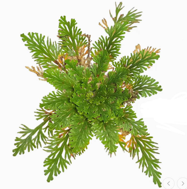 Resurrection Plant