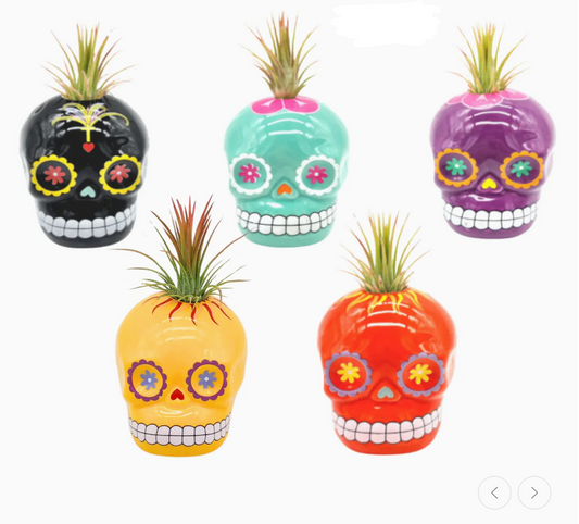 Sugar Skull with Air plant