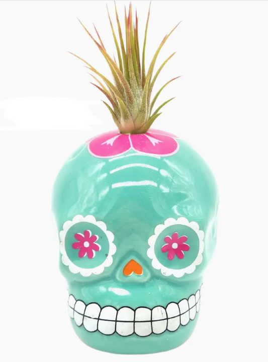 Sugar Skull with Air plant