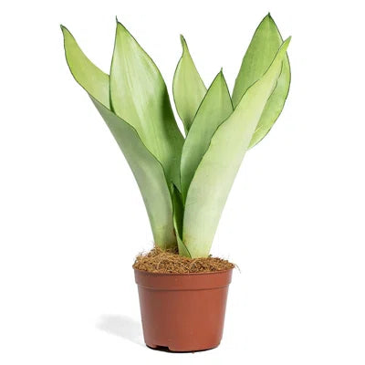 Moonshine silver snake plant - 4"