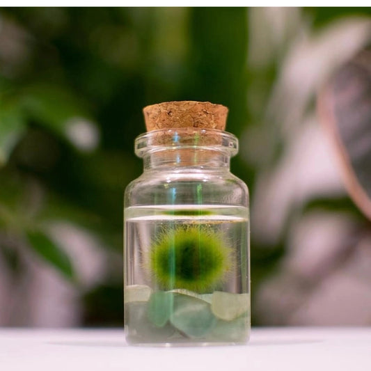 Marimo Moss Pet