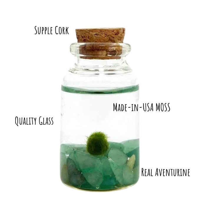Marimo Moss Pet